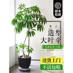 ���~���Ϙ����;Gֲ�҃����ʽֲ��͏d�k���Ҵ����Ժ��B�ļ�����