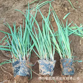 紫露草杯苗 青州基地批发紫露草景区造景工程绿化苗多年生宿根苗