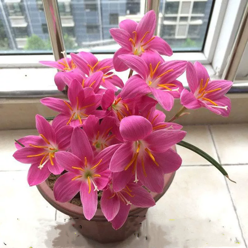 Луковицы лилии дождевой, луковая лилия, семена цветов луковой лилии, луковые лилии в горшках для двора, посаженные в любое время года и цветущие в том же году.