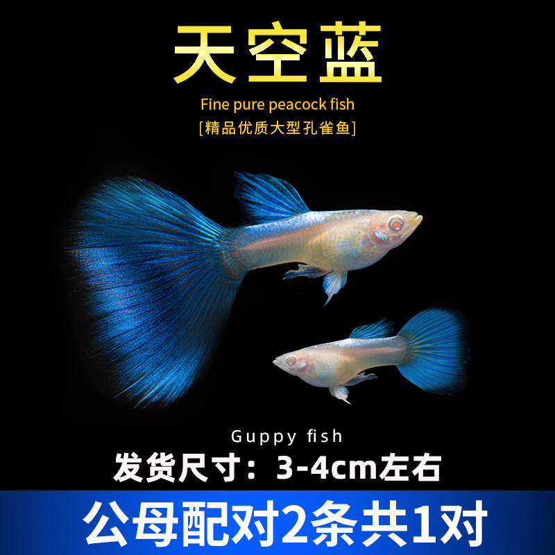 孔雀鱼精品小鱼缸观赏鱼好养耐活热带鱼活鱼天空蓝小型小鱼苗|undefined