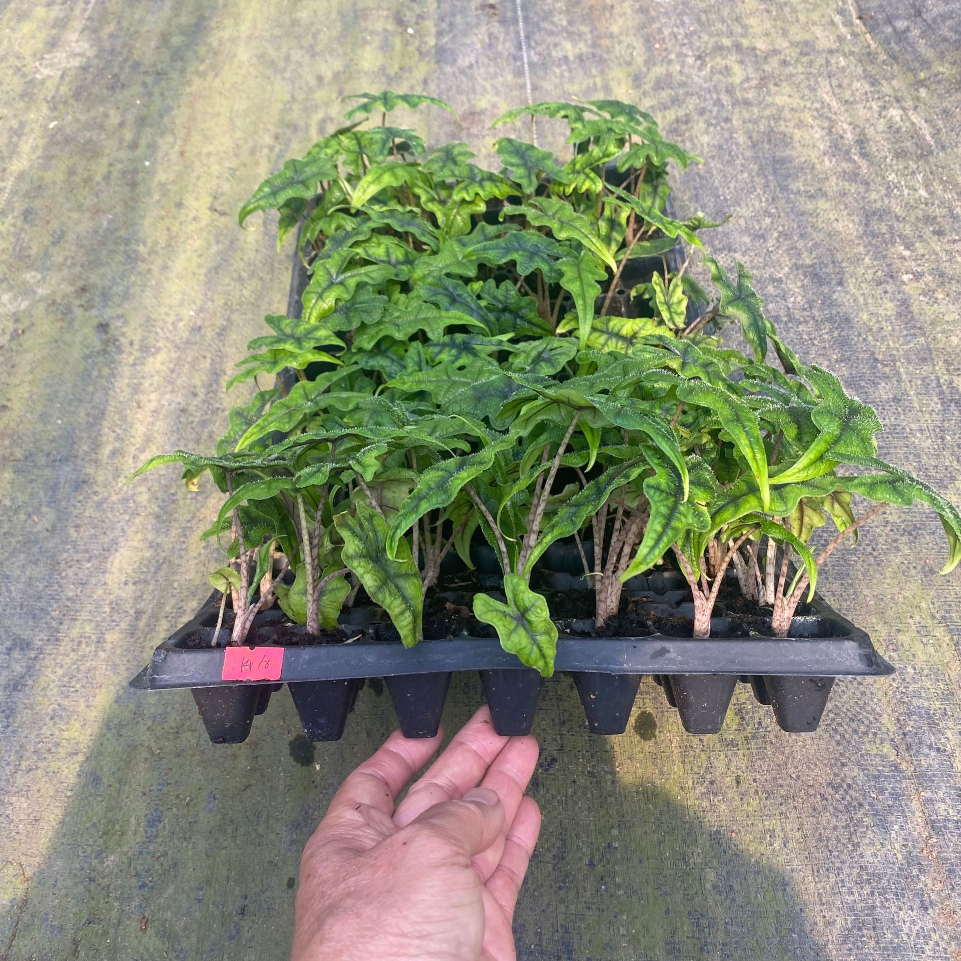 IMG_9876(20250402-155956)