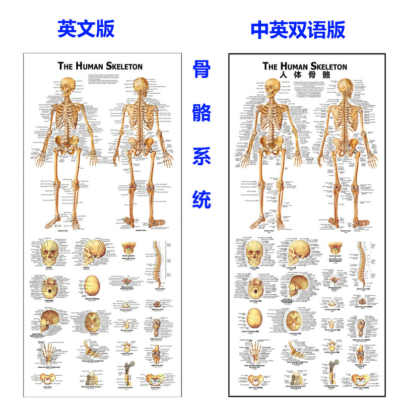 Medical Anatomy Wall Chart, Skeletal System Wall Chart, Skull and Spine Teaching Model, Human Spine Model Wholesale Medical Anatomy Wall Chart, Skeletal System Wall Chart, Skull and Spine Teaching Model, Human Spine Model Wholesale