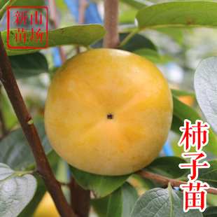 日本甜柿柿苗圖片 海量高清日本甜柿柿苗圖片大全 阿里巴巴