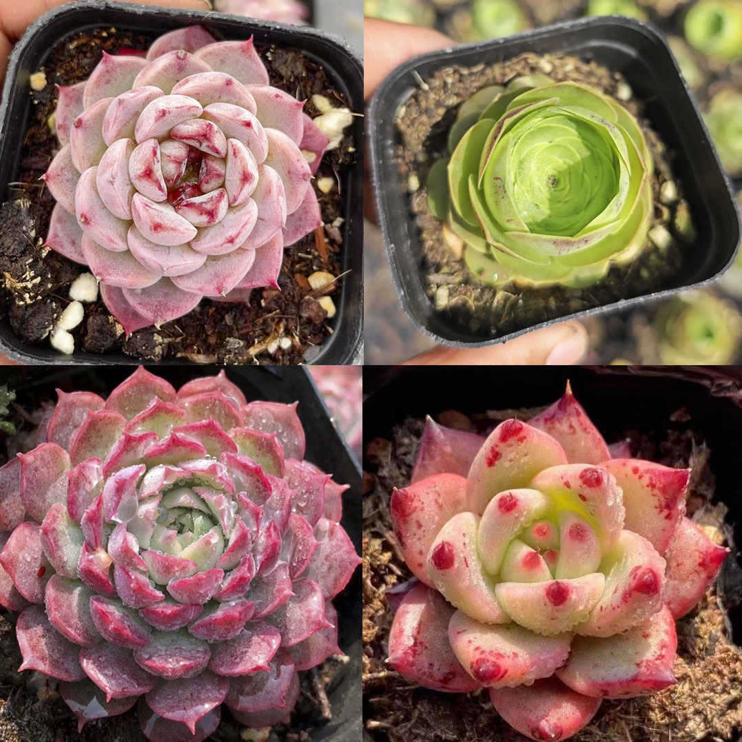 벨벳 + 와인잔 장미 + 진사 두더지 + 아름다운 말