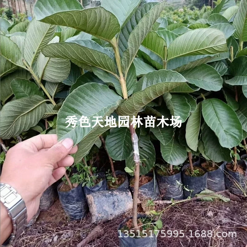 Рассада гуавы Четыре сезона Белое мясо Красное сердце Арбуз Гуава Меньше семян Рубин Гуава привитая фруктовое дерево Результаты рассады года