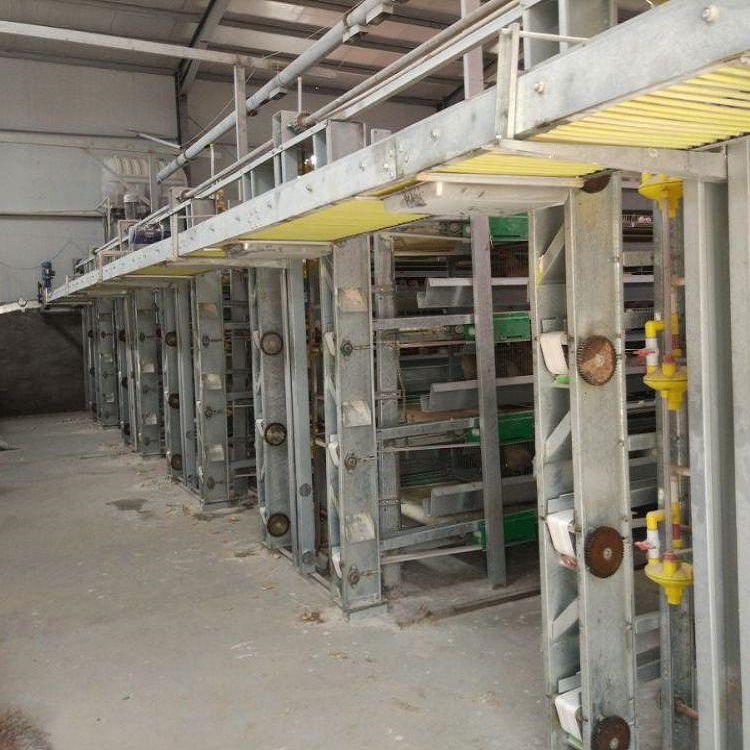 El dispositivo de recogida de huevos de la máquina automática de recogida de huevos tiene una pequeña ocupación de tierra y un alto grado de intensificación de la tierra.