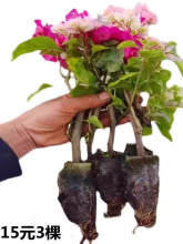 �ذ�����÷���Դ����ڻ��Ϙ��҃�������ֲ��t÷���ܶ༾�_�����B