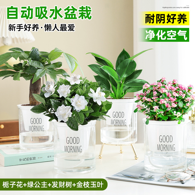 [인기 판매 4 화분]: 치자나무 + 녹색 공주 + 돈 나무 + 황금 가지와 옥 잎