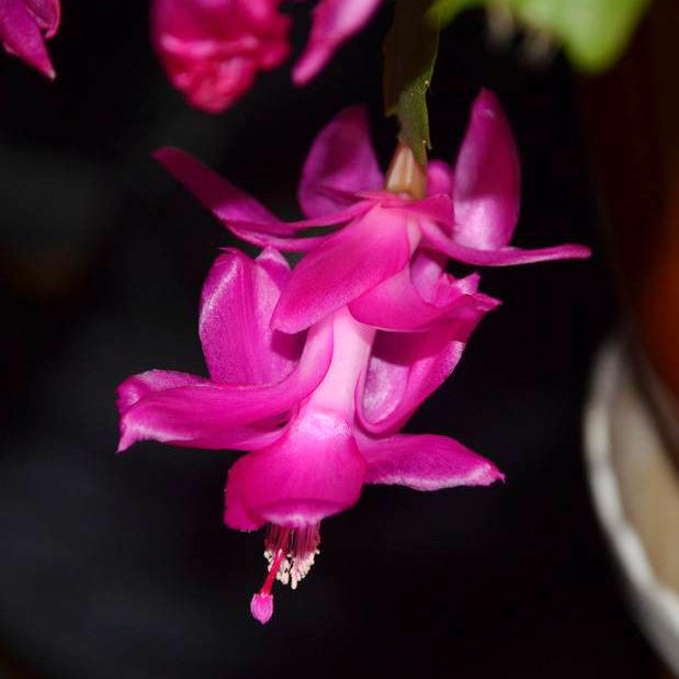 Planta en maceta de orquídea de garra de cangrejo dorado con capullo de flor con maceta, injerto multicolor, pétalos dobles, nuevas flores en todas las estaciones, plantas verdes