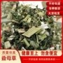 益母草拍摄中药材