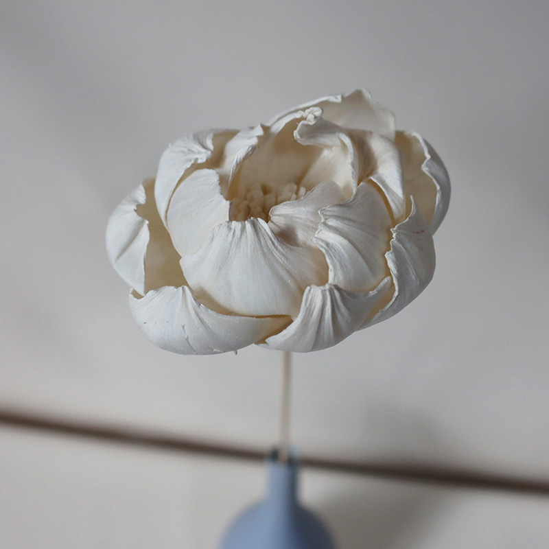 Una flor de peonía blanca