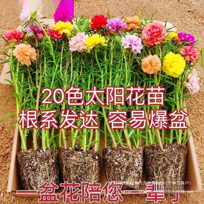 Саженцы подсолнечника в горшках с большими цветами с корнями и бутонами, четырехсезонные цветущие растения, легко выращиваемые в помещении и на открытом воздухе.