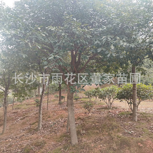 ����ȫ�ڶ�Ӣ 15���ֶ�Ӣ�� ɽ��Ӣ ���l�r�� �����F؛����