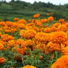 f۾շNļN_׷NͥԺ⻨NԳջN