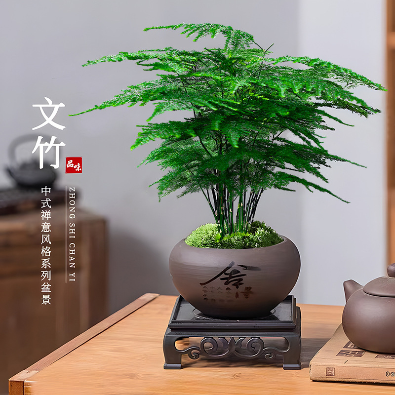Chinese Zen Style Mango Potted Plant Green Plant Indoor Office Plant Evergreen All Seasons Indoor Balcony Potted Flowers
