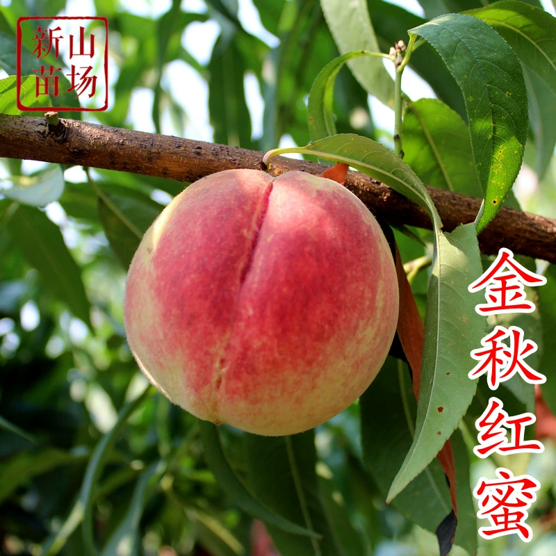 [Золотые осенние красные персиковые саженцы] Национальный день октября, позднеспелые зимние персиковые снежноотражающие морозные красные персиковые саженцы Xinsan Nursery