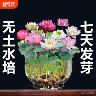 Fish Tank Aquatic Plant Seeds Hydroponic Real Grass Fish Bowl Lotus Seeds Decorative Landscaping Plant Fixed Landscape Water Quality Ornamental