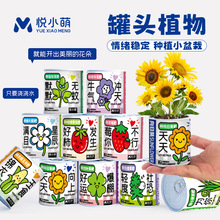 网红办公室绿植桌面罐头植物幸运草向日葵种子儿童种植迷你小盆栽