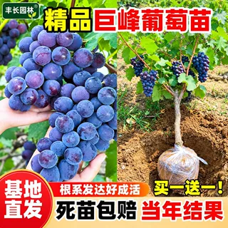 巨峰葡萄苗正宗特大阳光玫瑰南北方四季种植当年结果爬藤嫁接树苗