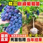 种植正宗嫁接四季葡萄苗