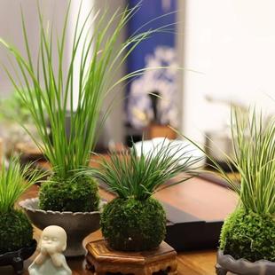 ̦�\����������΢���辰�k���������^�~��Cֲ���ļ�����С�Gֲ