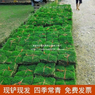 Turf with Soil, Real Grass Manila Green Lawn Mat, Private Golf Room Outdoor Mat with Soil