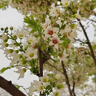 �Ĺڹ��N�ӾG�����^��ľ���Ե����ļ��׷Nֲ���N�����l���l