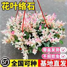花叶络石黄金色彩桌面盆栽阳台庭院藤蔓垂吊植物耐寒耐热四季观赏