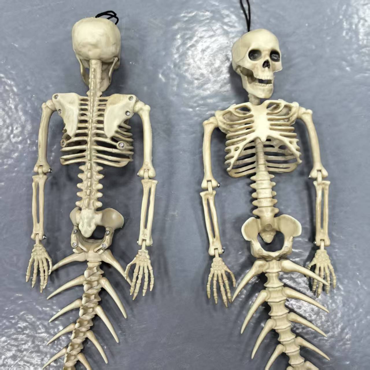 Physiological skeleton