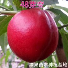 特早熟油桃苗 黄肉油桃苗 48芽变 油桃树苗 立夏甜 果园种植 基地