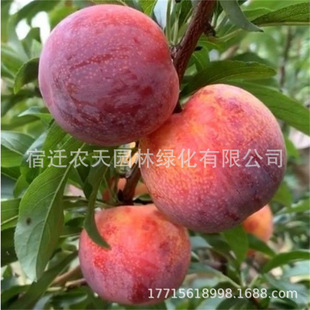 �����������t�� �t�������� Ó�����ӹ����� ��������Ե���