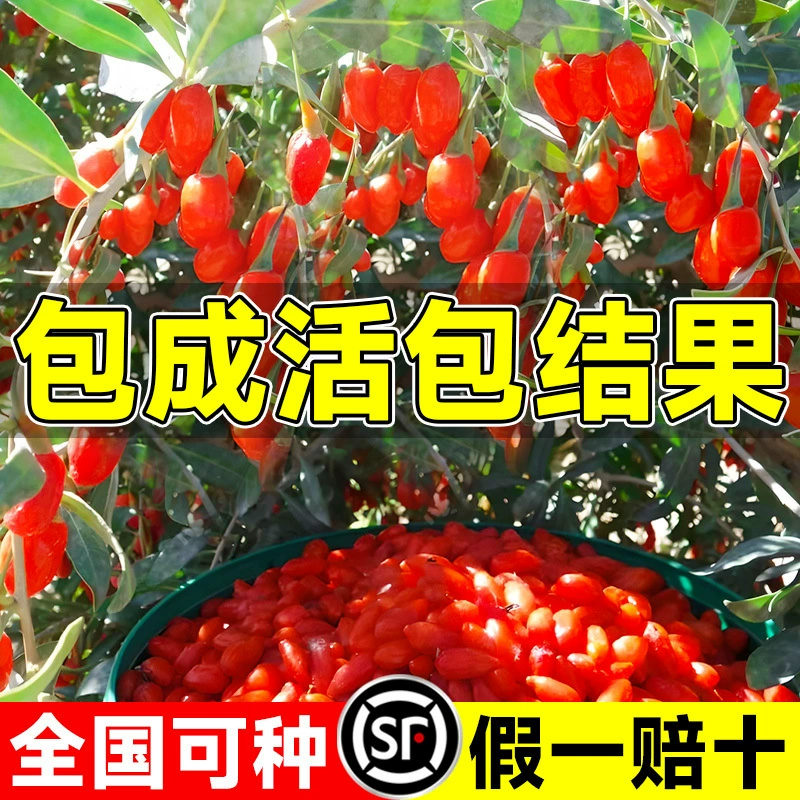 Красные ягоды годжи посажены в любое время года на юге и севере, на балконе в горшках посажены растения на земле, черные ягоды годжи дают урожай в том же году, а плодовые деревья съедобны.