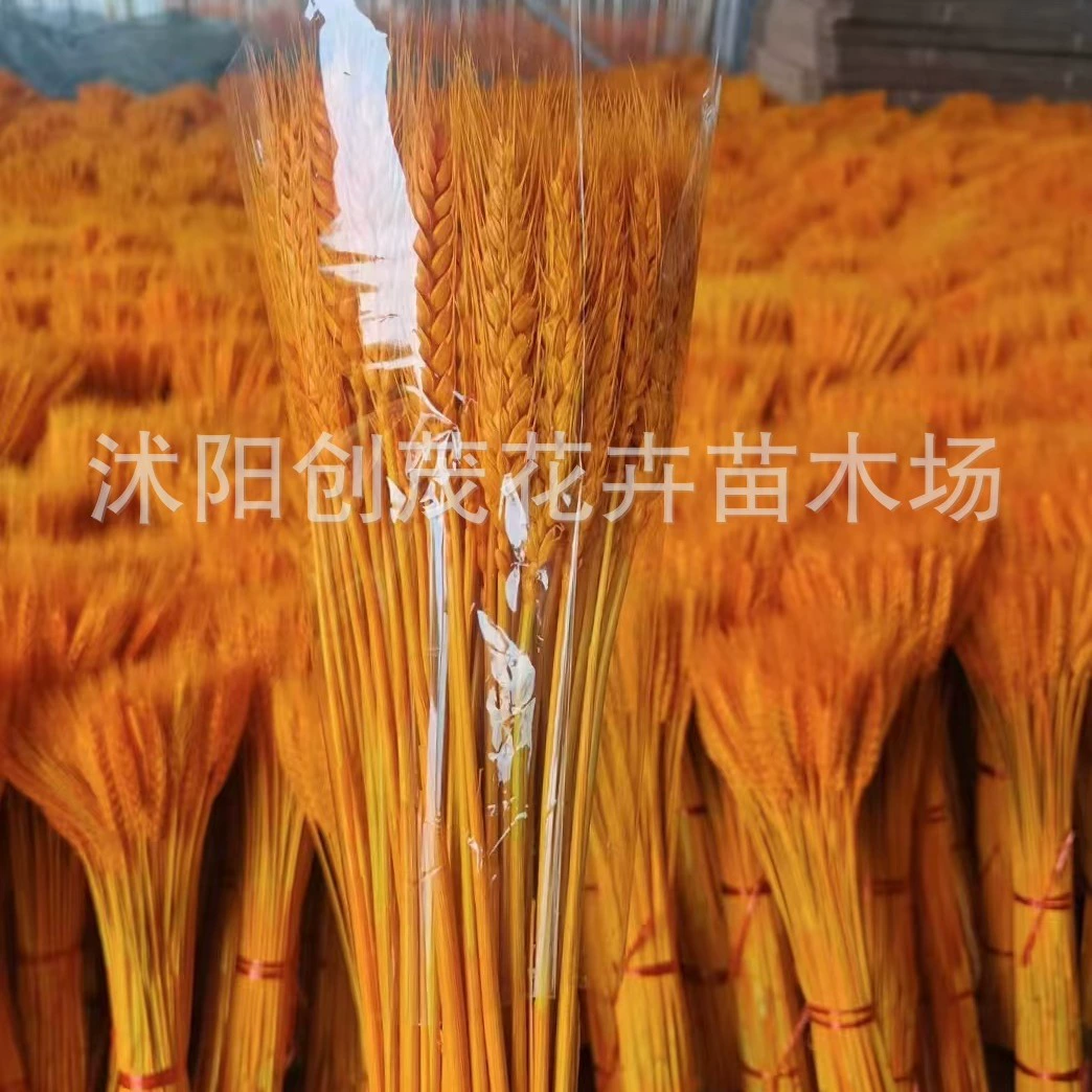 Пшеничные колосья сушеные цветы оптом ячменный букет свадебного открытия