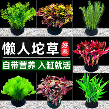 �~��ˮ��ֲ�������������������ˮ���֑���ˮ���쾰ˮ�����