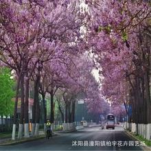 【跨境供货】泡桐树种子轻型木质木材树木白花大果泡桐空桐树工程