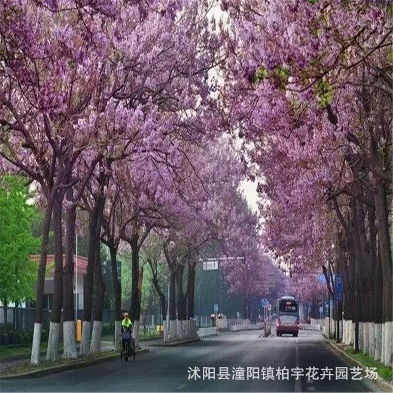 【跨境供货】泡桐树种子轻型木质木材树木白花大果泡桐空桐树工程