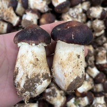 云南特产新鲜姬松茸菌菇厂家批发煲汤蒸煮烹调使用优质健康鲜货