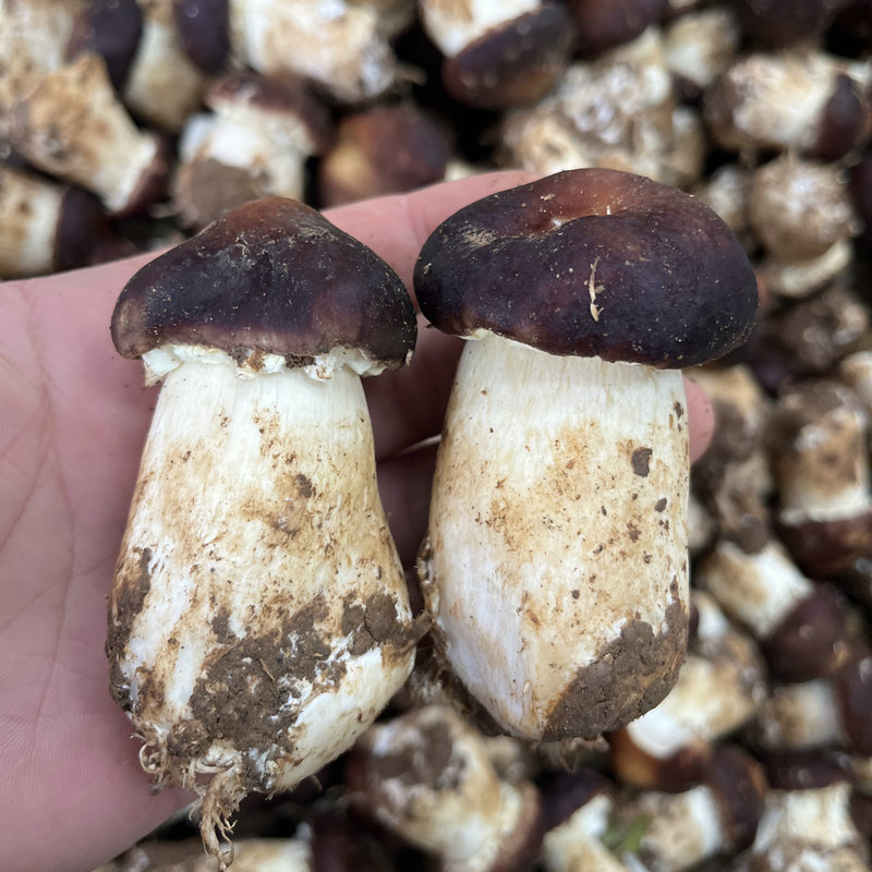 云南特产新鲜姬松茸菌菇厂家批发煲汤蒸煮烹调使用优质健康鲜货