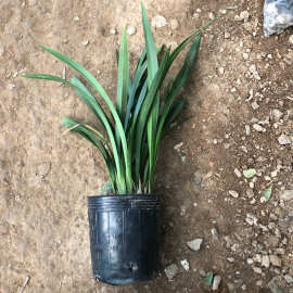 原盆原土四季兰花苗盆栽兰草香兰浓香带花苞绿植花卉易活耐寒好养