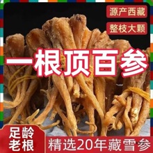 野山雪参西藏天然藏雪参整根大条海拔人参煲汤特产参王