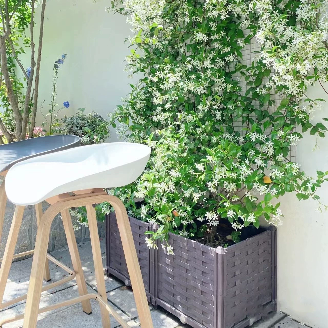 Ветряная мельница Жасмин Восхождение Лоза в горшке Серебряный Жасмин Двор Балкон Открытый Четыре сезона Зеленый Ароматный морозостойкий Альпинистский ротанг