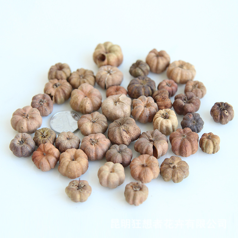 Màu cơ bản của quả dưa cam nhỏ (khoảng 80 trong một túi 20 gram)