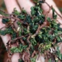 安溪源头2026秋茶毛茶