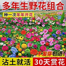 野花组合花种四季开花室外庭院格桑花花籽种太阳花易活花种籽子