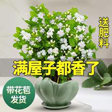 茉莉花苗盆栽带花苞室内浓香四季开花好养九里香老桩驱蚊花卉植物
