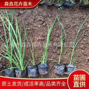 Aquatic Plant Base Supply of Short Reed Ornamental Grass Perennial Short Reed Wetland Greening Water Plant
