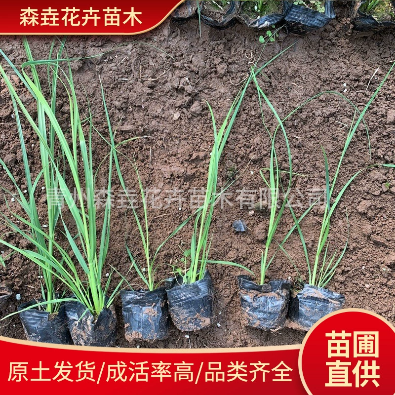 Основные поставщики водных растений: гигантская тростниковая трава, декоративная трава, многолетняя гигантская тростниковая трава, водные растения для зеленения болот.