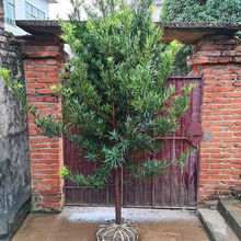 罗汉松造型树大树树苗基地直销雀舌盆景大型庭院绿植常青花卉大树