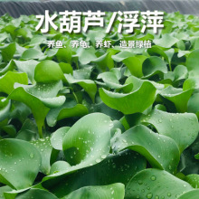 ˮ���J ˮܽ�� ���~Ƽ ˮ��ֲ�� �����G��