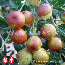 枣树活苗大枣超甜南方北方种植嫁接枣树矮化盆栽庭院地栽果树果苗